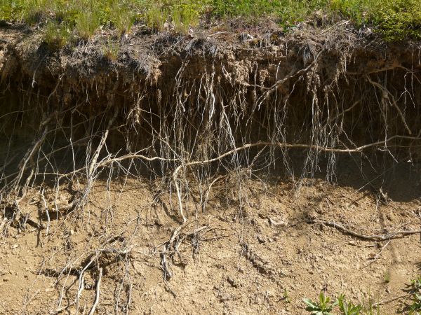 Texture of roots protruding from dry, brown dirt, with areas of green plants.